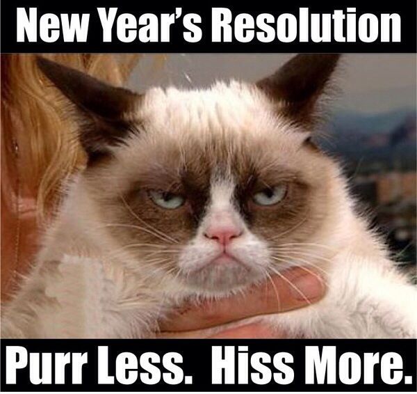 Happy New year Cat meme